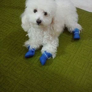 Meet your Posher, Maria